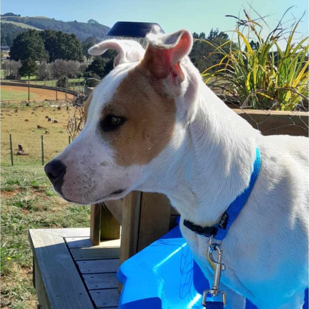 Adopt a Pet - Bay of Islands Animal Rescue