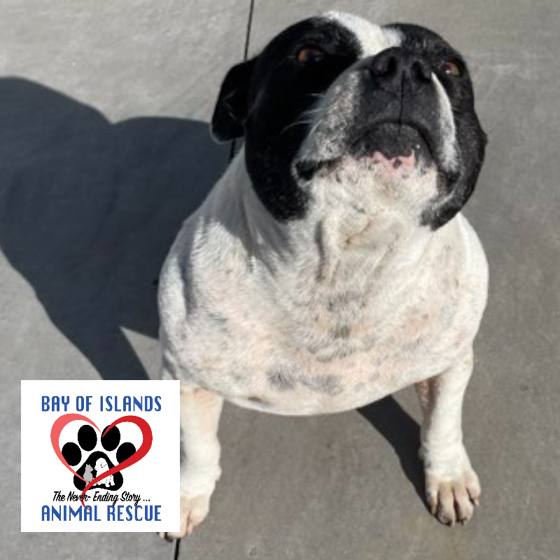 Adopt a Pet - Bay of Islands Animal Rescue