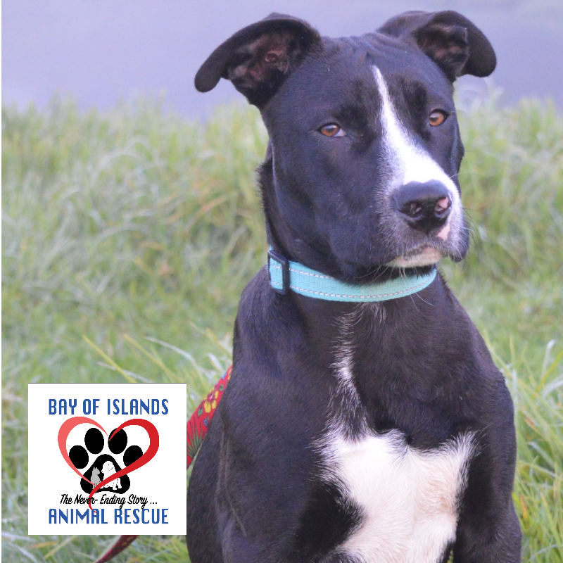 Adopt a Pet - Bay of Islands Animal Rescue