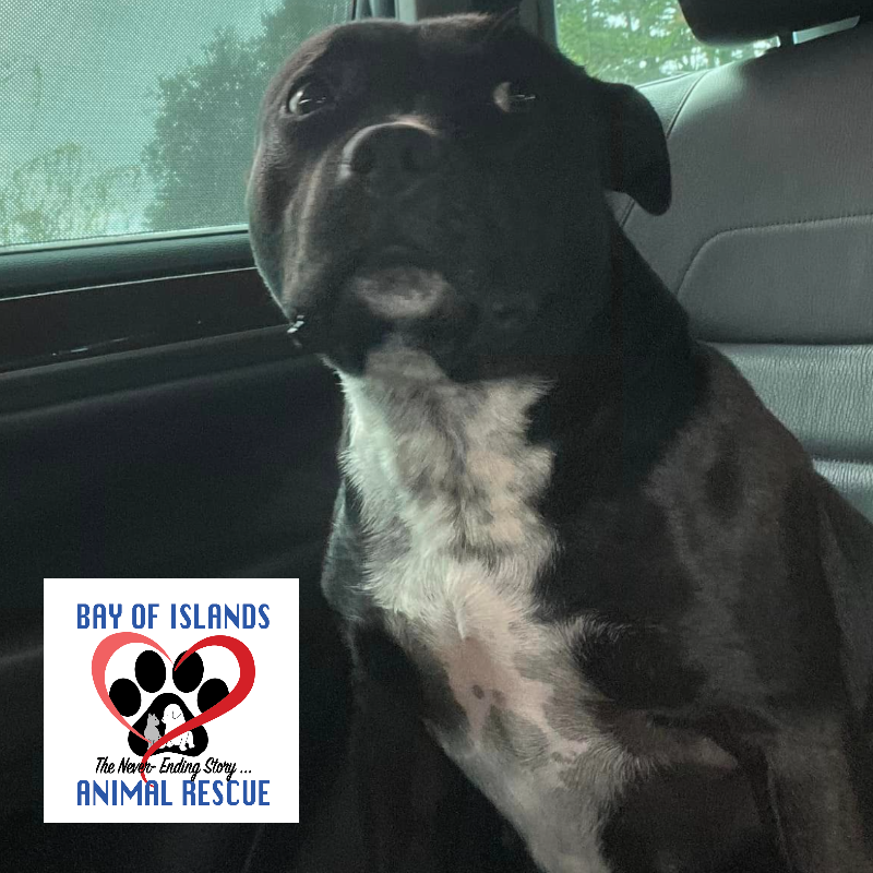 Adopt a Pet - Bay of Islands Animal Rescue