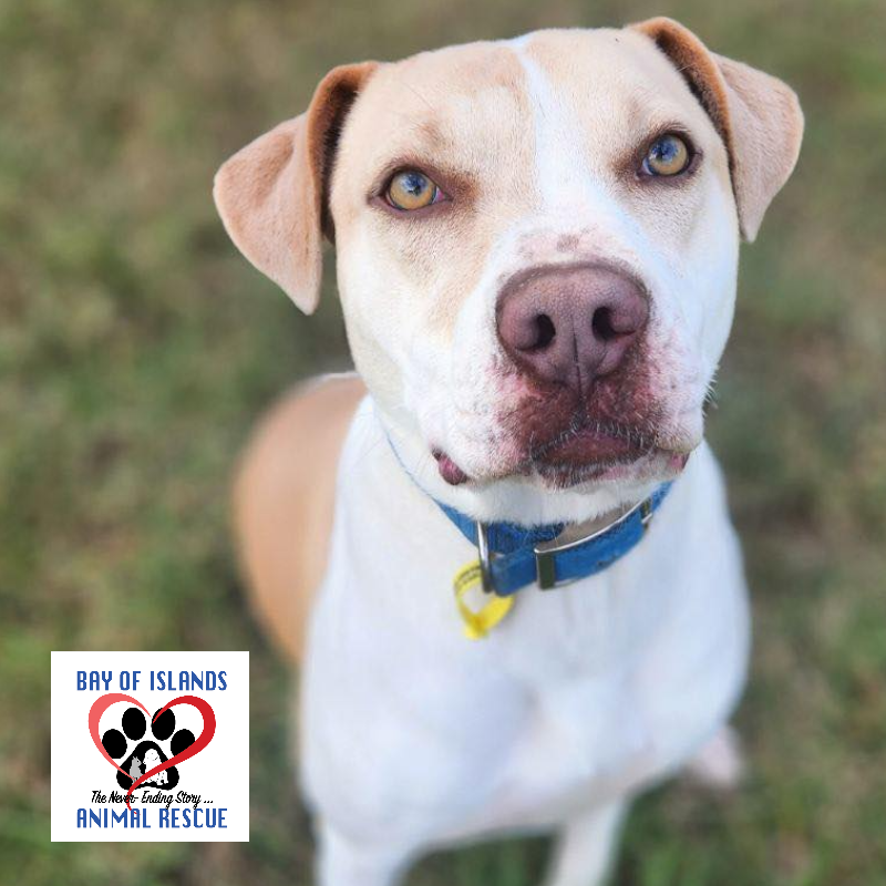Adopt a Pet - Bay of Islands Animal Rescue