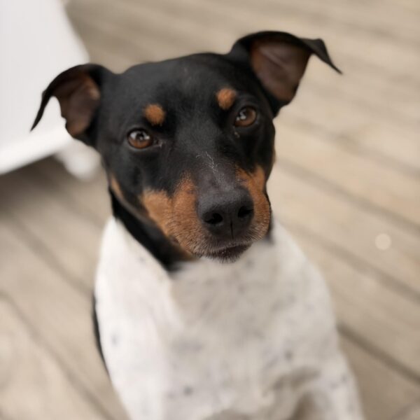 Louie