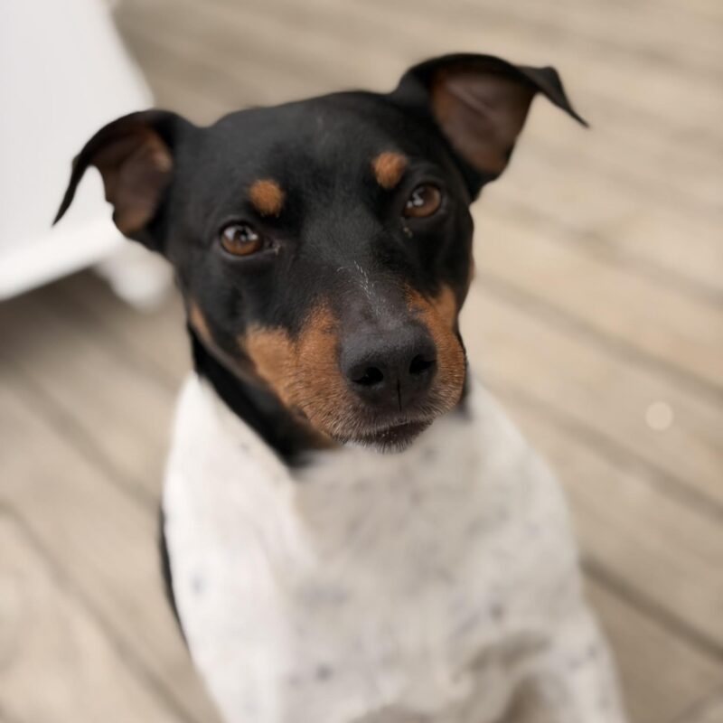 Louie
